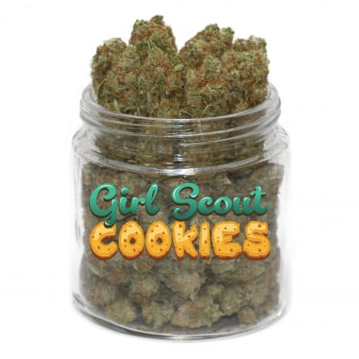GSC Girl Scout Cookies Strain