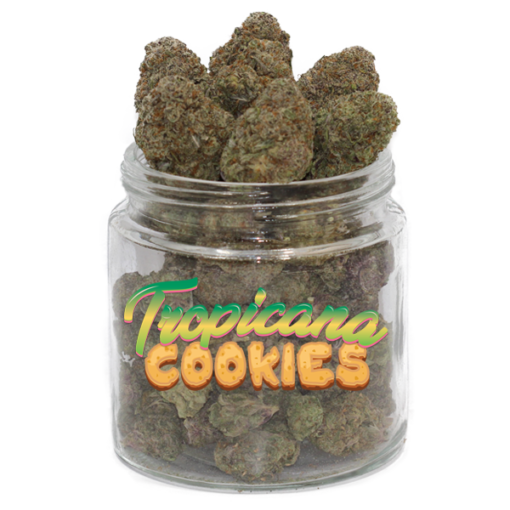 Tropicana Cookies Tropicana Cookies Strain
