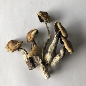 Gulf Coast Mushrooms