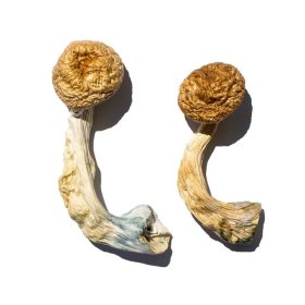 Psilocybe Azurescens