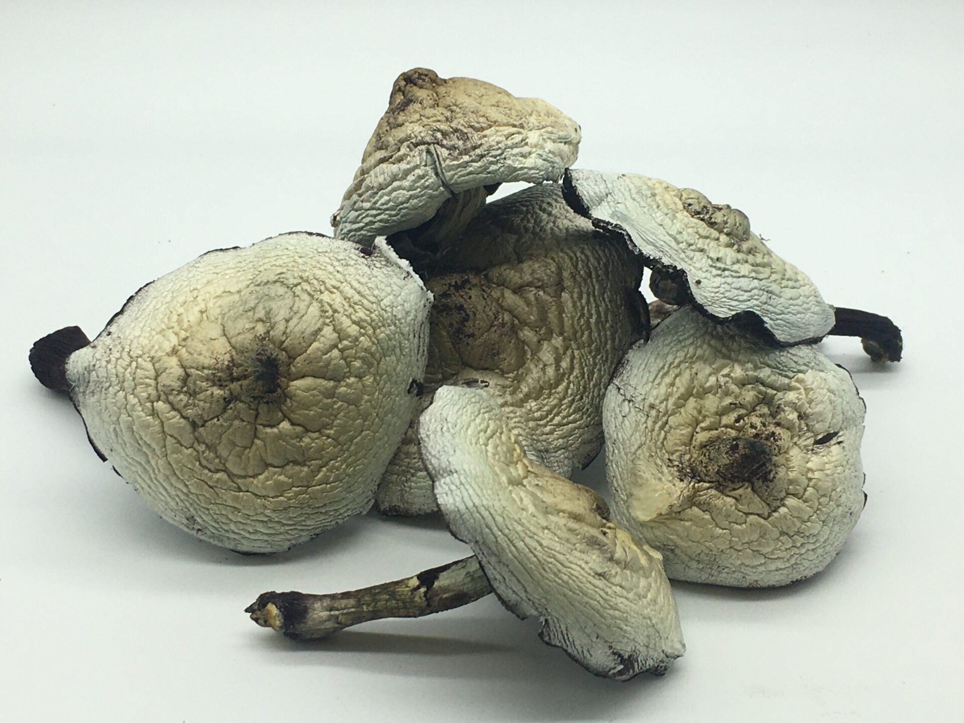 Treasure-coast.jpg Treasure Coast mushroom