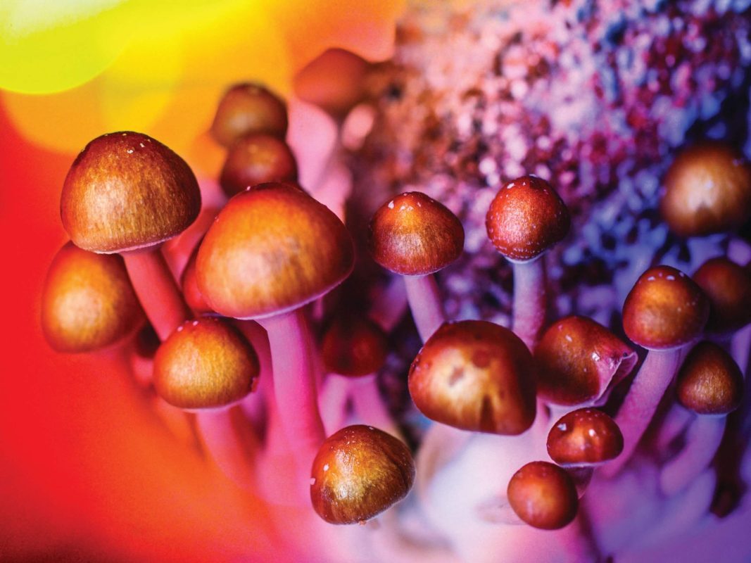buy psychedelics online