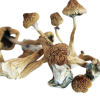 Psilocybe Azurescens Magic Mushroom