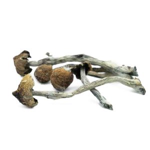 PF Classic Magic Mushroom