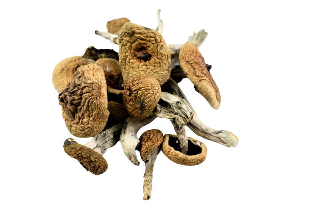 Albino-A-Cubensis-removebg-preview.png