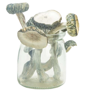 Albino Louisiana Mushrooms