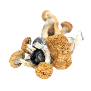 B+ Cubensis Mushroom