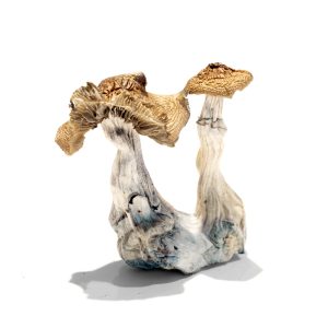 Lizard King Magic Mushroom