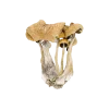 Psilocybe Baecoystis Magic Mushroom