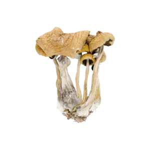 Psilocybe Baecoystis Magic Mushroom