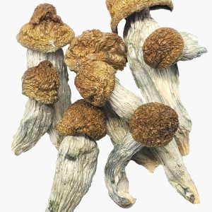 Melmac Mushrooms