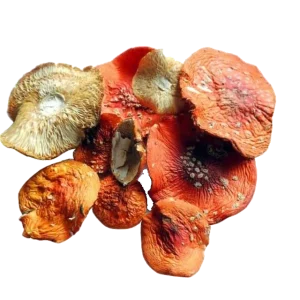 Amanita Muscaria Mushroom