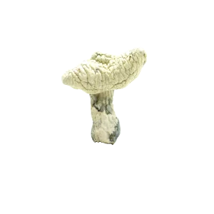 Leucistic Burma Mushrooms